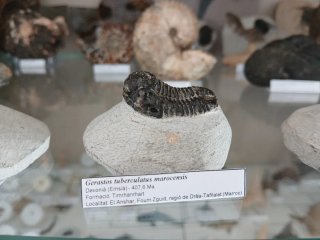 Fósil de Trilobite Gerastos tuberculatus