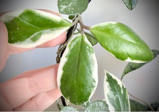 Hoya carnosa Flamingo Dream