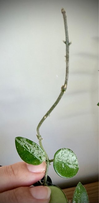 Hoya Mathilde Splash 1