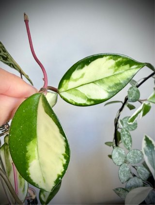 Hoya carnosa Krimson Queen 2 / Carnosa Tricolor