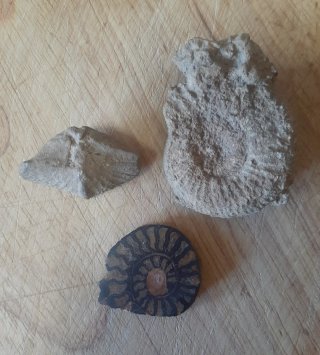 Set de 3 Fósiles Ammonites