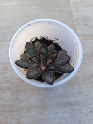 Kalanchoe Tomentosa Chocolate