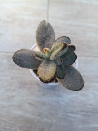 Kalanchoe tomentosa