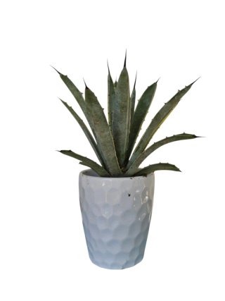 Agave Macroacantha Blue Ribbon 3
