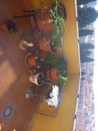 Piante da Giardino e Piccola Barbecue