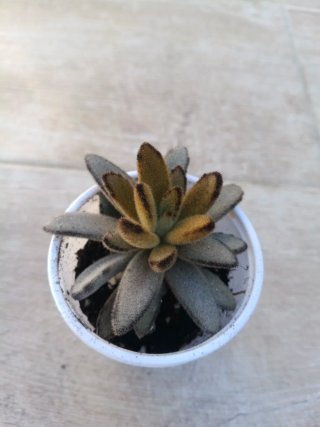 Kalanchoe Tomentosa Golden