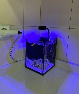 Acuario/Pecera