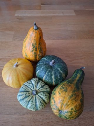 Lote de 5 calabazas decorativas