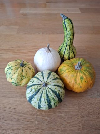 Lote de 5 calabazas decorativas