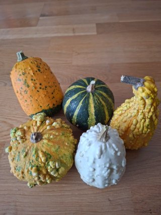 Lote de 5 calabazas decorativas