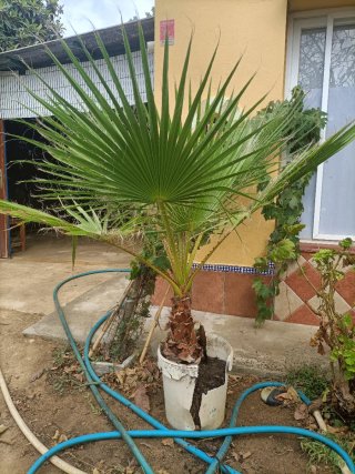 2 Palmeras Washingtonia Robusta