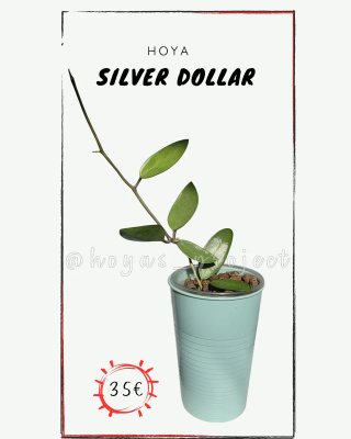 Hoya Silver Dollar