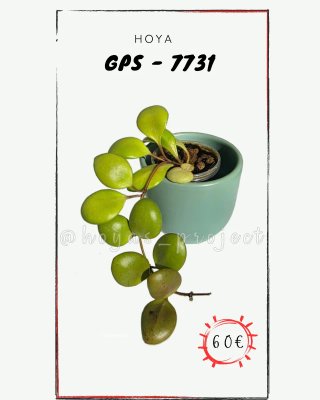 Planta Hoya GPS-7731