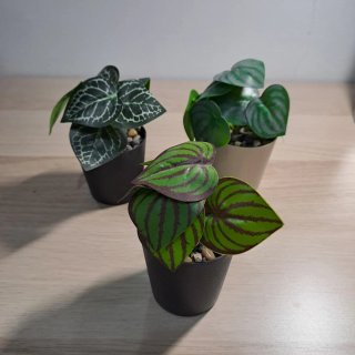 Set de 3 Plantas Artificiales Mini