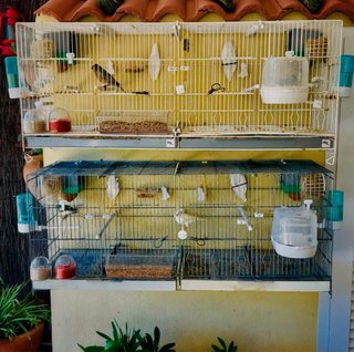Jaulas de cría para pájaros