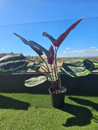 Planta Artificial Calathea