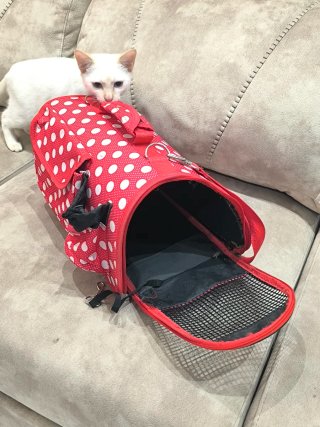 Transportín para Gato o Perro Pequeño