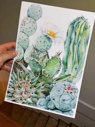 Prints/Láminas botánicas de cactus