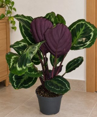 Calathea - Planta Natural