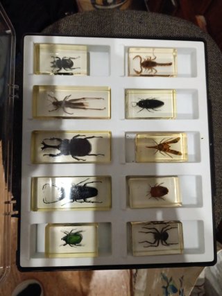 Colección de 10 Insectos en Resina