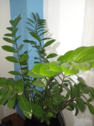 Planta Zamioculca