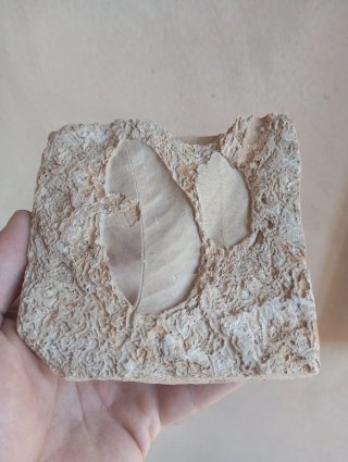 Fósil de hoja.