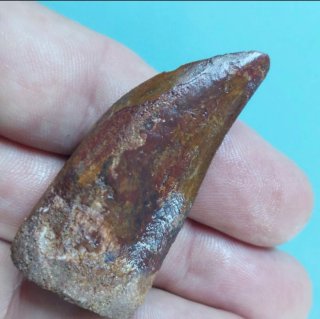 Diente Fósil de Carcharodontosaurus