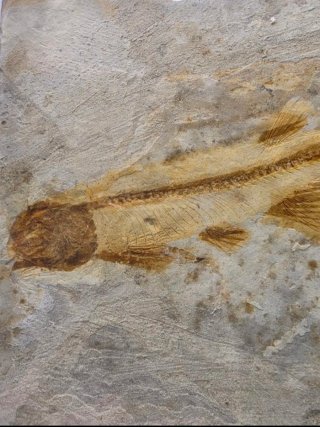 Fósil de Pez Lycoptera 11 cm
