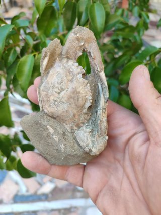 Fósil de Cangrejo