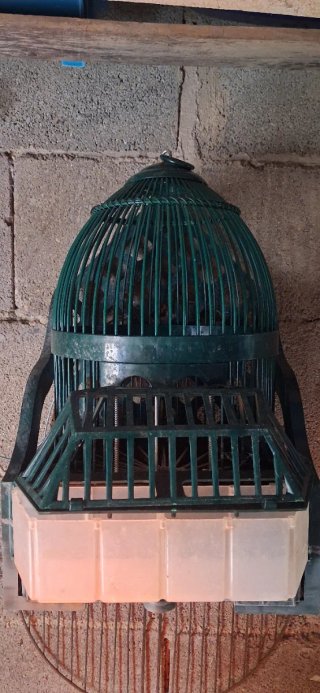 Jaula de reclamo verde