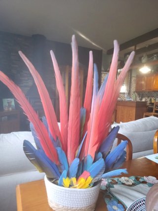 Plumas de guacamayo decorativas