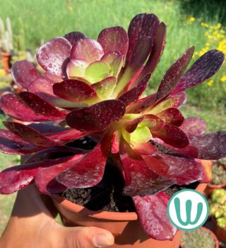 Suculenta Aeonium Velour