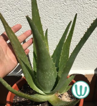 Planta de Aloe Vera