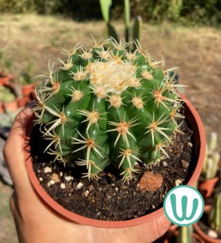 Cactus Echinocactus Grusonii