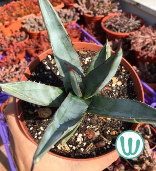 Agave Nigra Piel de Tiburón