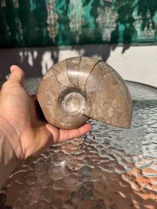 Fósil de Nautilus