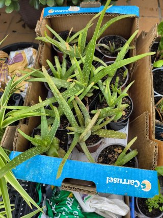 Lote de 12 plantas de Aloe Vera