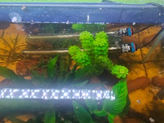 Plantas para Acuario: Espada, Anubias y Musgo