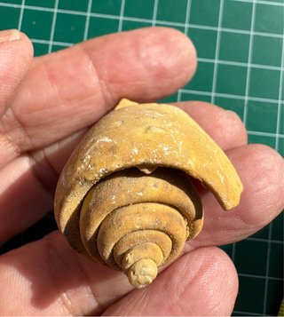 Fósil de Conus del Mioceno