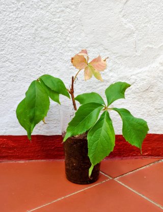Planta Parra Virgen Parthenocissus quinquefolia