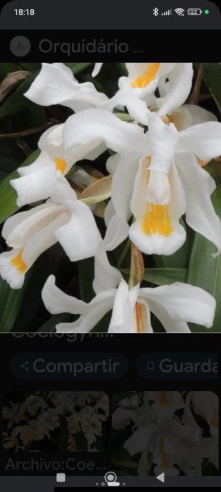 Orquídea Coelogyne Cristata