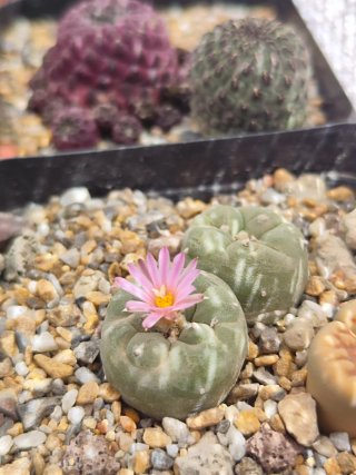 Cactus diffusa con flor rosa