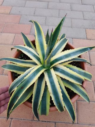 Agave Americana Cornelius