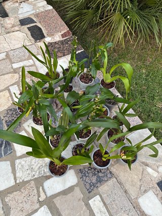 Lote de 4 Orquídeas en Maceta