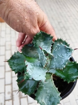 Agave Istmensis Fury Becky