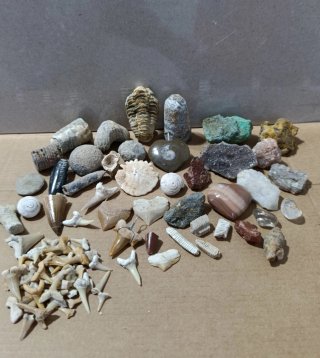 Colección de Fósiles y Minerales