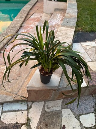 Cymbidium