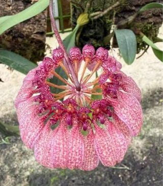 Bulbophyllum longiflorum var. Eberhardtii