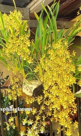 Oncidium Sphacelatum