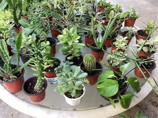 Lote de Plantas y Objetos Decorativos